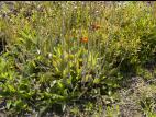 Épervière orangée(Pilosella aurantiaca)_4