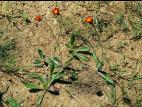 Épervière orangée(Pilosella aurantiaca)_8