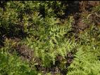 Fougère-aigle (Pteridium aquilinum)_7