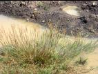 Agrostide stolonifère(Agrostis stolonifera)_3