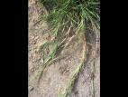 Agrostide stolonifère(Agrostis stolonifera)_4
