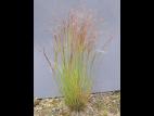 Agrostide scabre(Agrostis scabra)_1