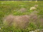 Agrostide scabre(Agrostis scabra)_4