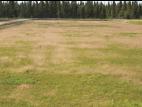Agrostide scabre(Agrostis scabra)_9