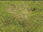 Agrostide scabre(Agrostis scabra)_12