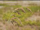 Calamagrostide Canada(Calamagrostis canadensis)_1