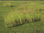 Calamagrostide Canada(Calamagrostis canadensis)_6
