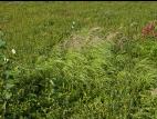 Calamagrostide Canada(Calamagrostis canadensis)_9