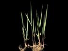Calamagrostide Canada(Calamagrostis canadensis)_10
