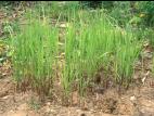 Calamagrostide Canada(Calamagrostis canadensis)_11