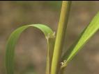 Glycérie Canada (Glyceria canadensis)_4