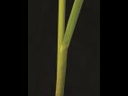 Glycérie Canada (Glyceria canadensis)_8