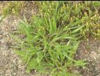 Panic laineux (Dichanthelium lanuginosum)_1