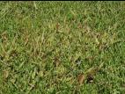 Panic laineux (Dichanthelium lanuginosum)_2