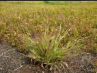 Panic laineux (Dichanthelium lanuginosum)_6
