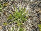 Panic laineux (Dichanthelium lanuginosum)_7
