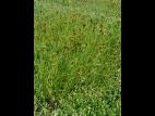 Carex balais(Carex scoparia)_1
