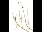 Carex longs stolons(Carex chordorrhiza)_2