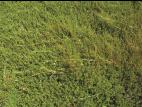 Carex longs stolons(Carex chordorrhiza)_3