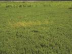 Carex longs stolons(Carex chordorrhiza)_7