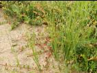 Carex oligosperme(Carex oligosperma)_1