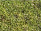 Carex oligosperme(Carex oligosperma)_8