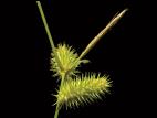 Carex luisant(Carex lurida)_1