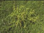 Carex luisant(Carex lurida)_4