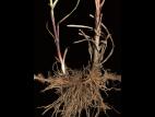 scirpe noeuds rouges (Scirpus microcarpus)_1