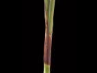 scirpe noeuds rouges (Scirpus microcarpus)_3