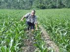 Maïs grain et fourrager - herbicide (2)_5