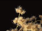 Scirpe souchet (Scirpus cyperinus)_3