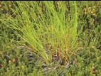 Scirpe souchet (Scirpus cyperinus)_4