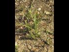 Scirpe souchet (Scirpus cyperinus)_7