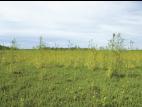 Scirpe souchet (Scirpus cyperinus)_10