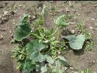 Courge - dicamba (4)_1