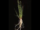 Jonc brévicaudé (Juncus tweetyi)_3