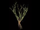 Jonc des crapauds (Juncus bufonius)_1