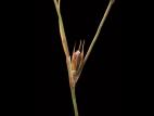 Jonc des crapauds (Juncus bufonius)_2