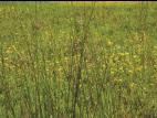 Jonc épars (Juncus effusus)_1