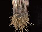 Jonc épars (Juncus effusus)_2