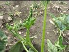 Courge - dicamba (4)_2