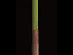 Jonc épars (Juncus effusus)_4