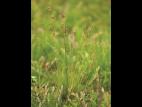 Jonc grêle (Juncus tenuis)_1