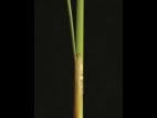 Jonc grêle (Juncus tenuis)_4