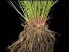 Jonc grêle (Juncus tenuis)_6