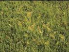 Souchet hispide(Cyperus strigosus)_5