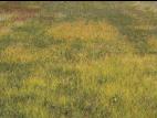 Souchet hispide(Cyperus strigosus)_7