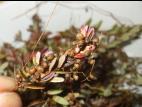 Cuscutes(Cuscuta)_3