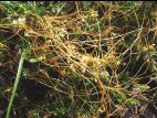 Cuscutes(Cuscuta)_5